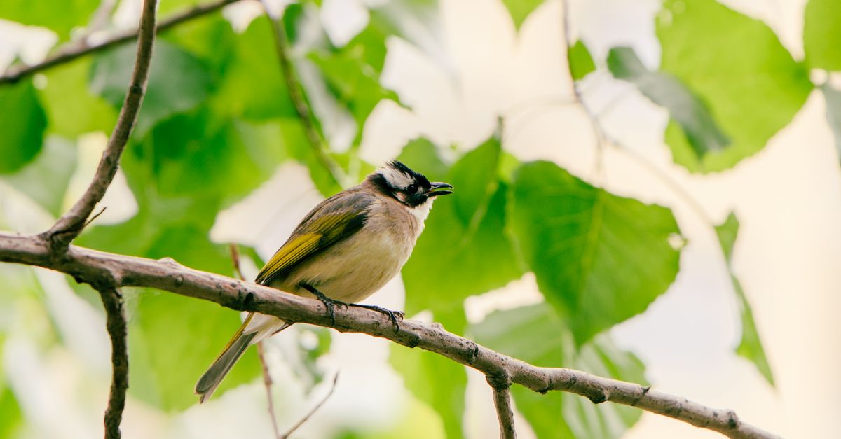 découvrez le plaisir de l'observation des oiseaux avec notre guide complet de birdwatching. conseils, équipements et meilleurs spots pour observer la faune aviaire en toute tranquillité.