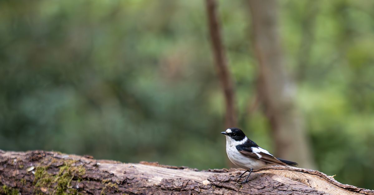 découvrez l'art du birdwatching : observez et appréciez la diversité des oiseaux dans leur habitat naturel, une activité passionnante pour tous les amoureux de la nature.