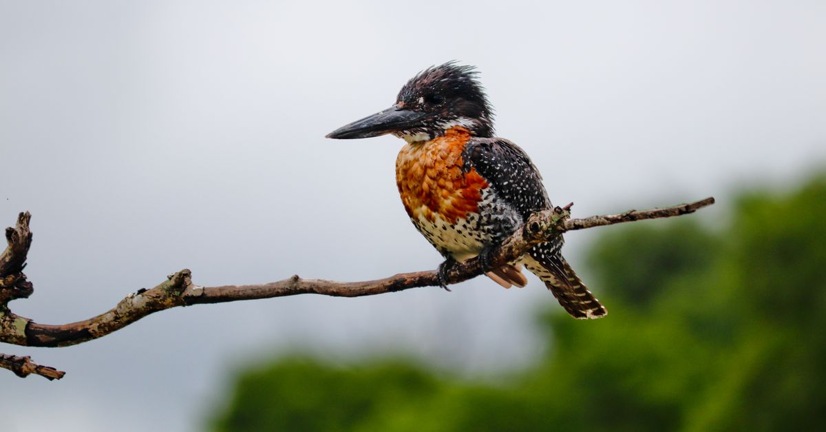 découvrez les merveilles de l'observation des oiseaux, une activité passionnante pour les amoureux de la nature et de la faune sauvage.