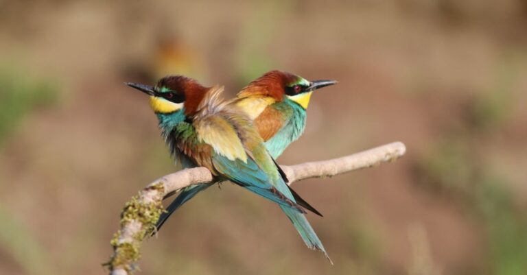 découvrez le birdwatching, une activité passionnante d'observation des oiseaux dans leur habitat naturel, idéale pour les amoureux de la nature et les passionnés d'ornithologie.