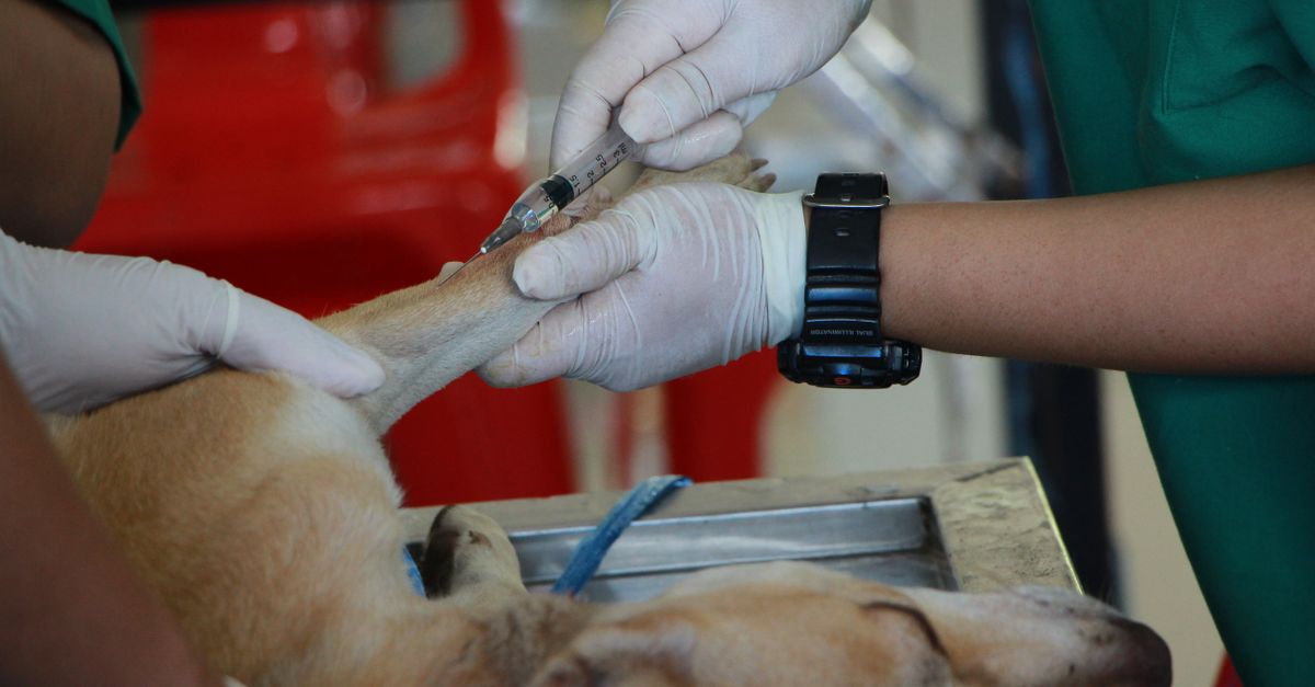 découvrez les protocoles de secours essentiels pour intervenir efficacement en cas d'urgence et sauver des vies.